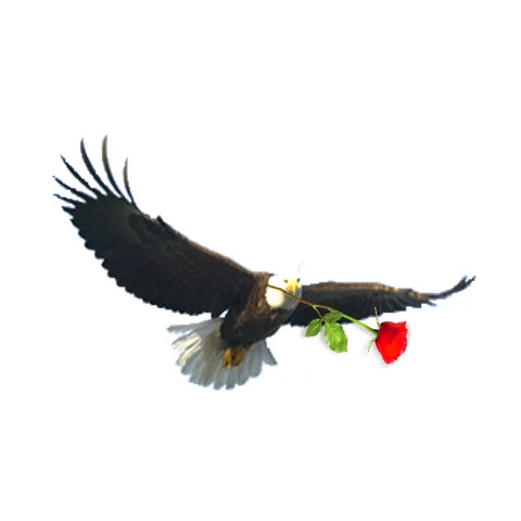 Red Rose School provider image